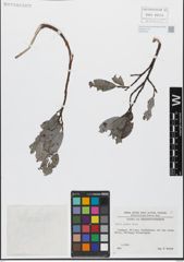 Foto von Salix glabra Scop.